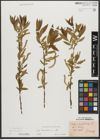 Foto von Salix triandra subsp. triandra L.